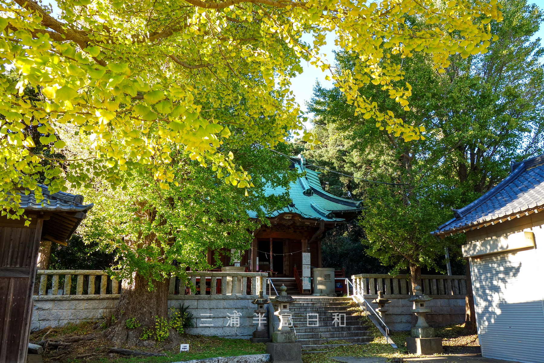 走湯神社・晩秋に色づくイチョウ（撮影日：2024.11.30）