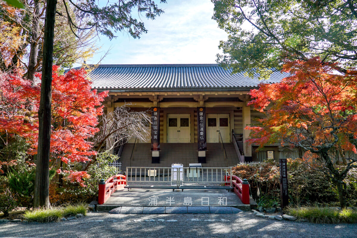 鶴岡八幡宮・鎌倉国宝館前の紅葉（撮影日：2024.12.11）