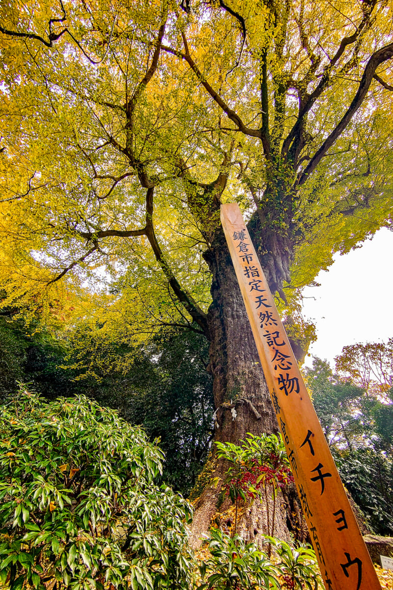 荏柄天神社・鎌倉市指定天然記念物「イチョウ」（撮影日：2024.12.11）