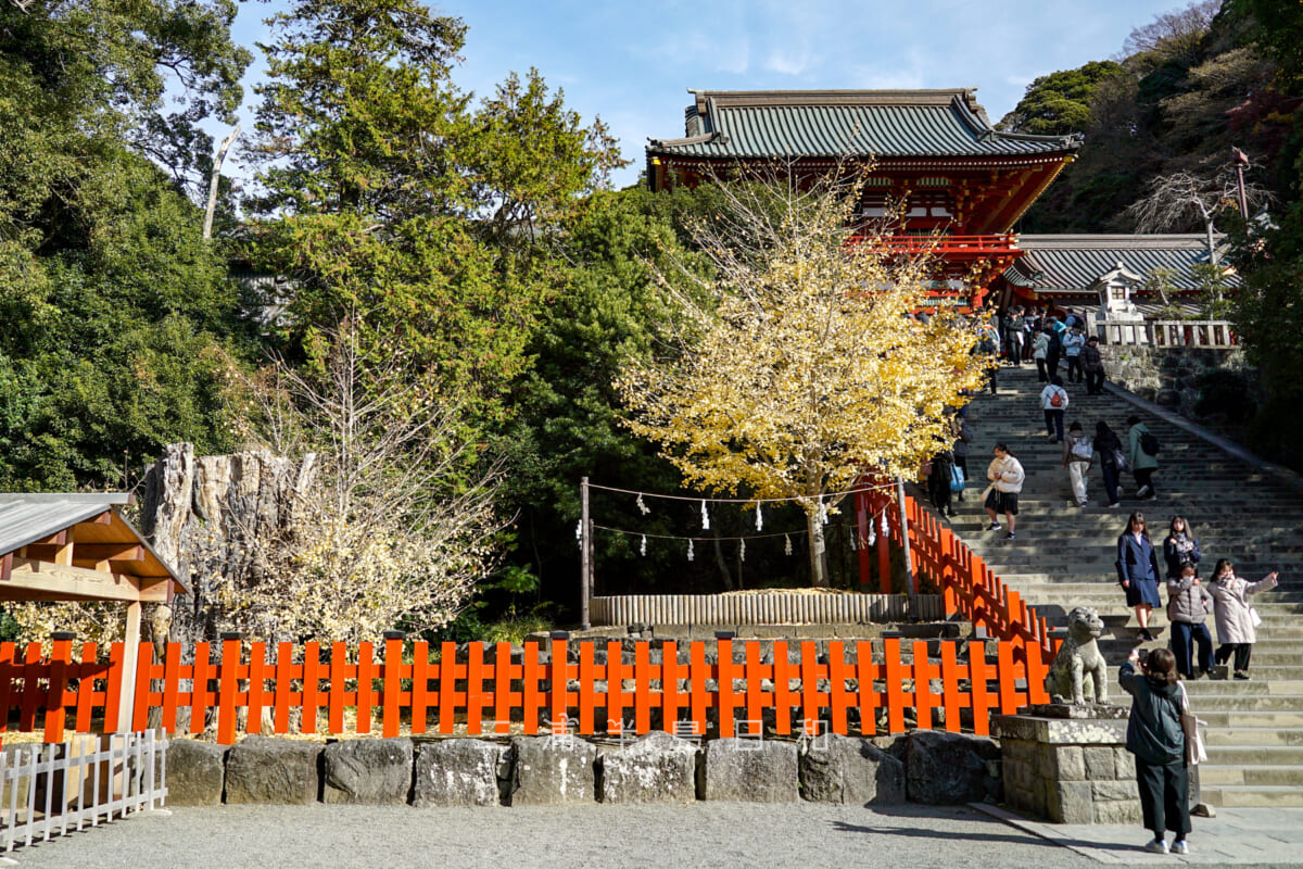 鶴岡八幡宮・親子銀杏-倒れた大銀杏の根元の親銀杏（左）と根から育った若木の子銀杏（右）（撮影日：2024.12.11）