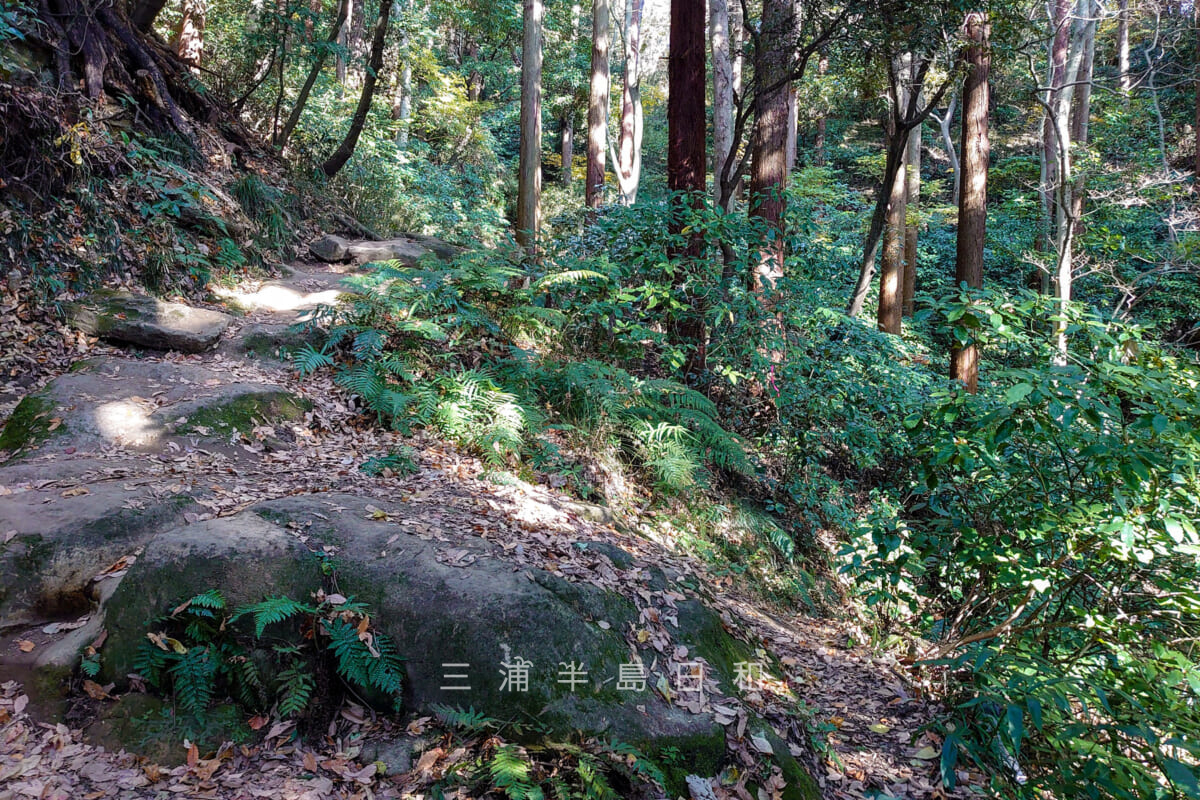 天園ハイキングコース・お塔の窪やぐら群、紅葉ヶ淵、十二所方面分岐（右下、瑞泉寺方面から望む）（撮影日：2024.12.18）