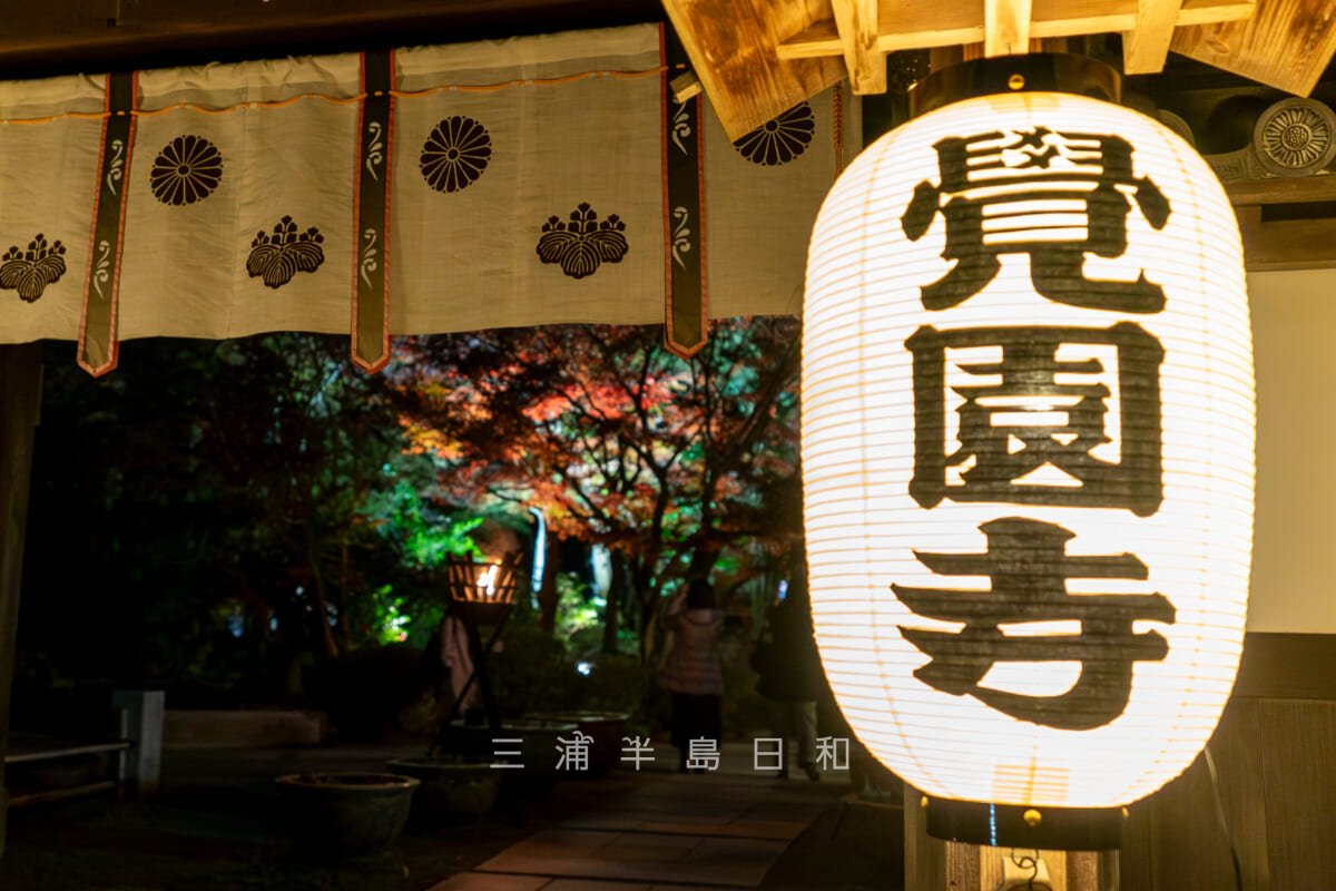 覚園寺・紅葉特別拝観-明かりが灯された「覚園寺」の提灯（撮影日：2024.12.06）