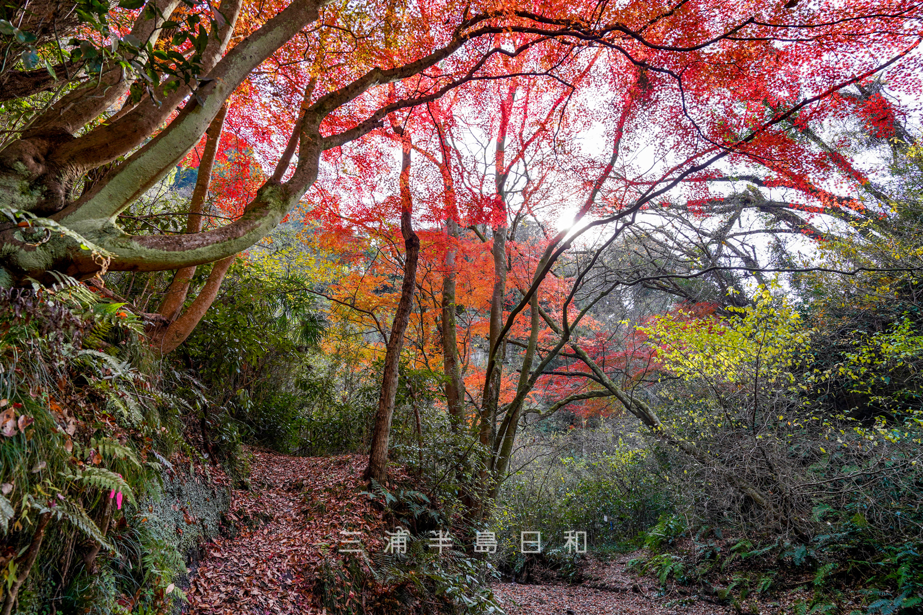 紅葉ヶ淵・晩秋の吉沢川渓流（撮影日：2024.12.18）