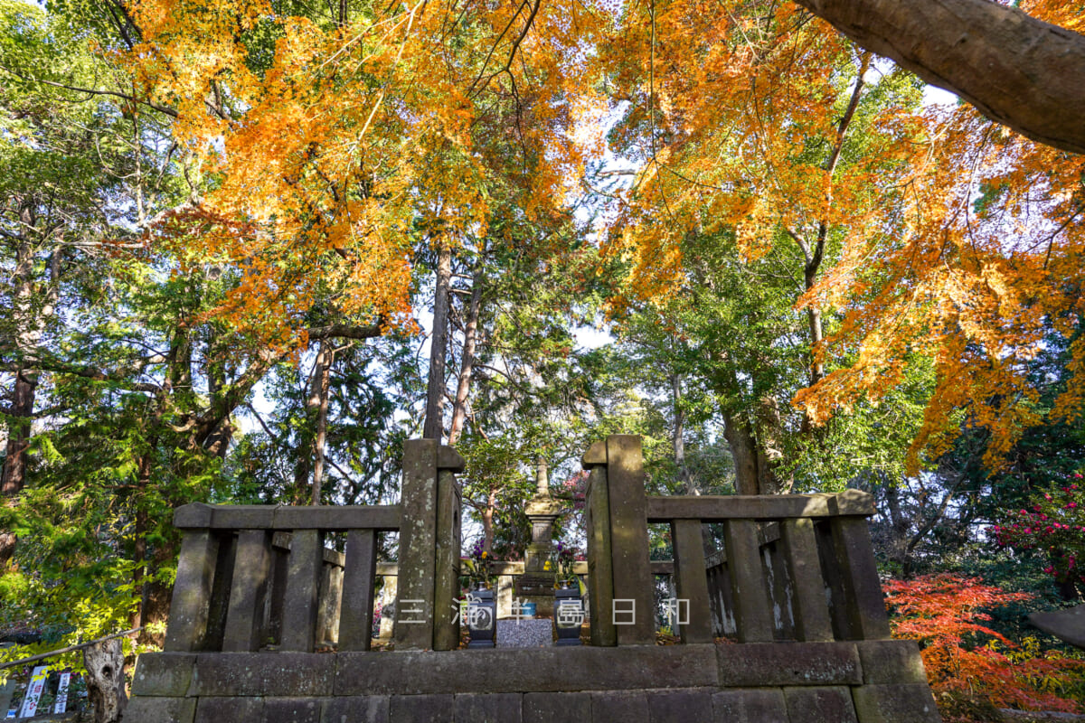 源氏山公園・日野俊基の墓とモミジの紅葉（撮影日：2024.12.18）