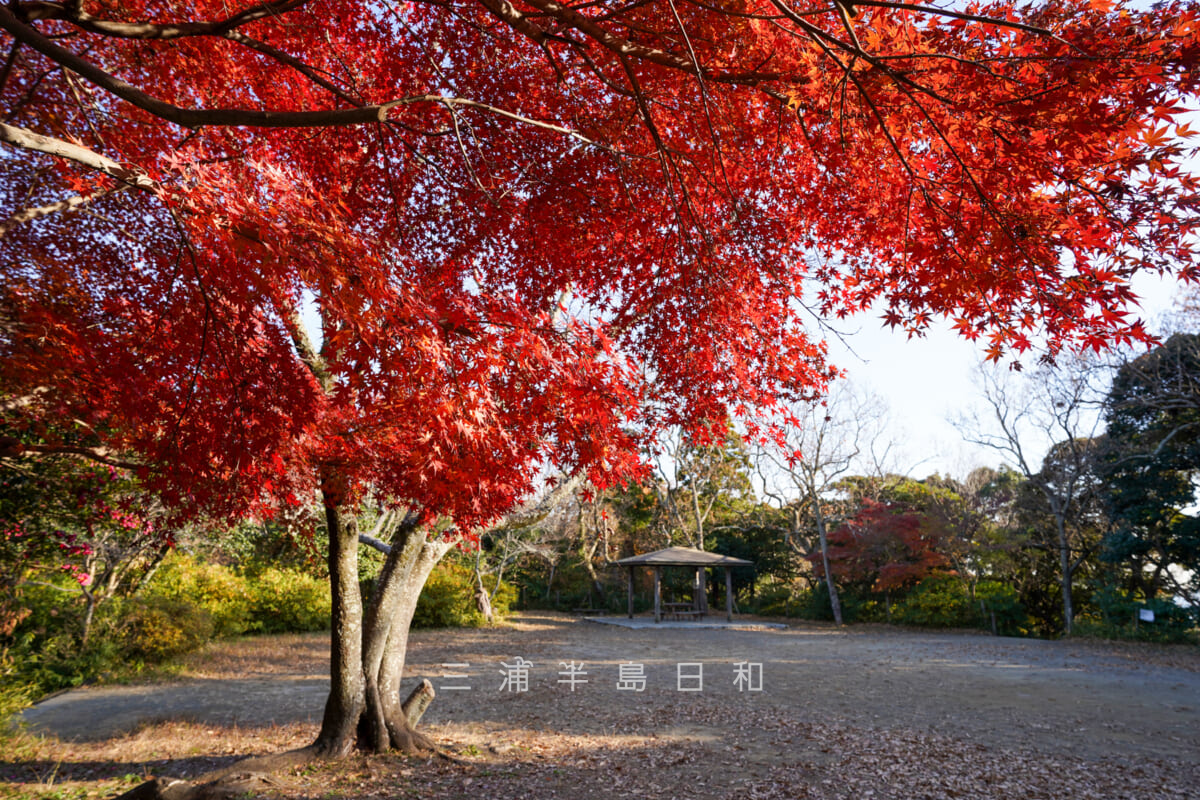 源氏山公園・日野俊基の墓近くの広場の紅葉（撮影日：2024.12.18）