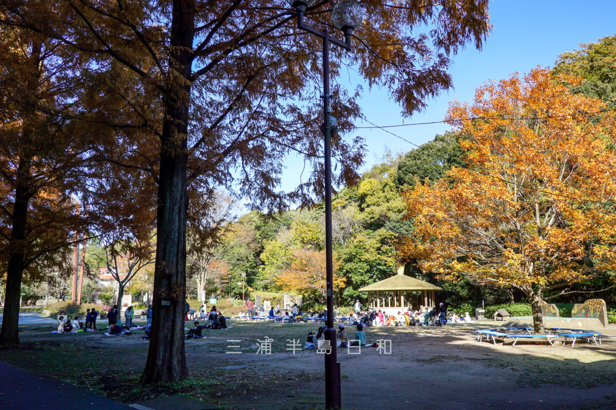 金沢動物園・わくわく広場をメタセコイア並木より望む（撮影日：2024.11.29）