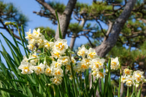 県立城ヶ島公園・松林の中の水仙（撮影日：2025.01.15）