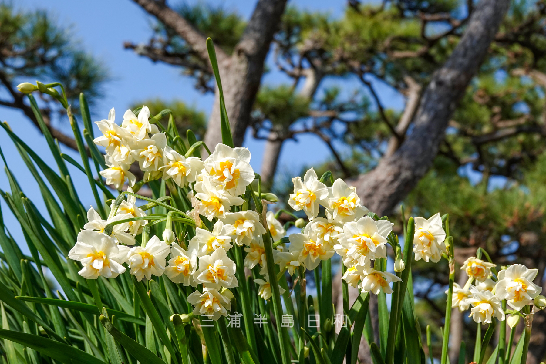 県立城ヶ島公園・松林の中の水仙（撮影日：2025.01.15）