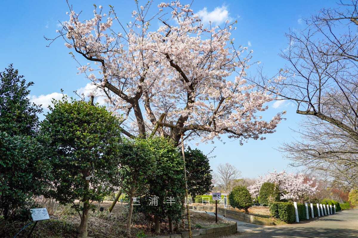 日比谷花壇大船フラワーセンター・玉縄桜（原木）（撮影日：2024.03.04）