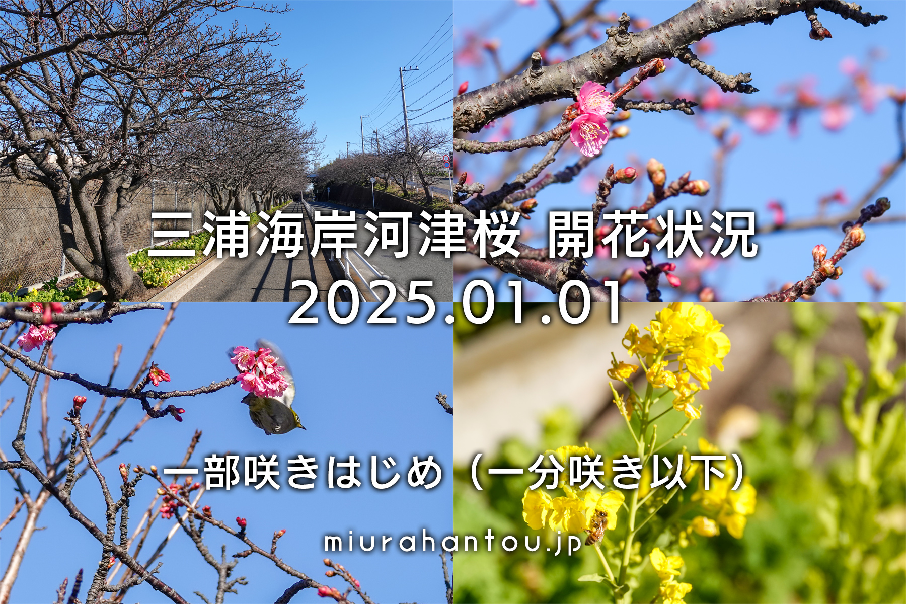 三浦海岸河津桜・開花状況（撮影日：2025.01.01）