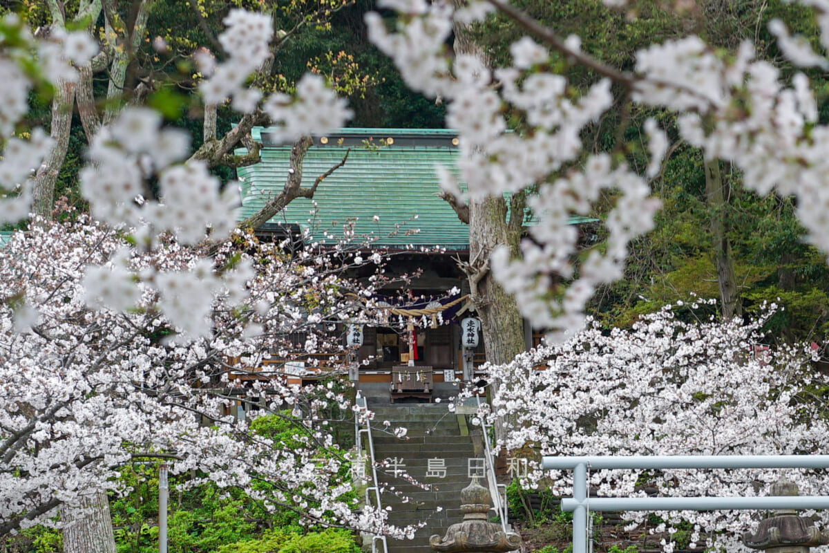走水神社・境内の桜(アップ)(撮影日:2024.04.05)