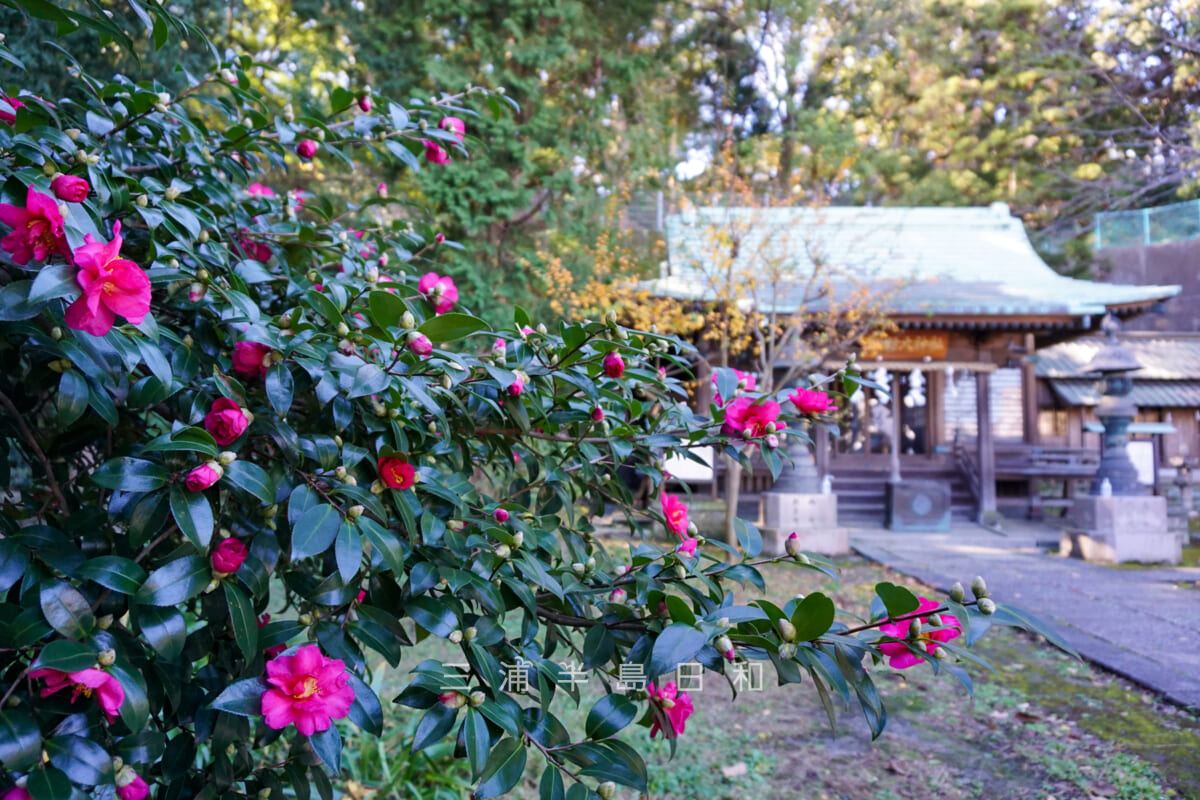 諏訪大神社・社殿前のサザンカ（撮影日：2021.11.11）