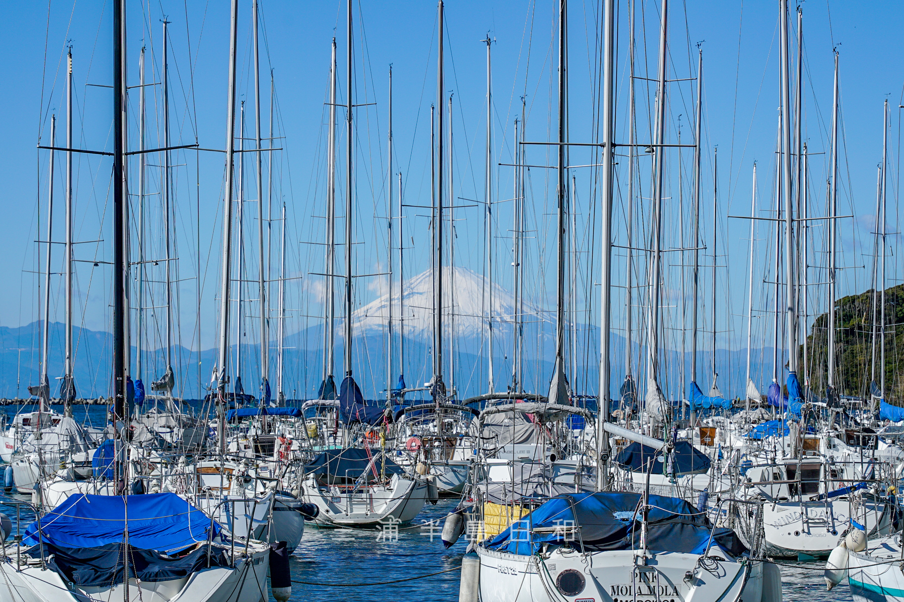 諸磯湾より無数のヨットの帆越しに富士山を望む（撮影日：2025.01.10）