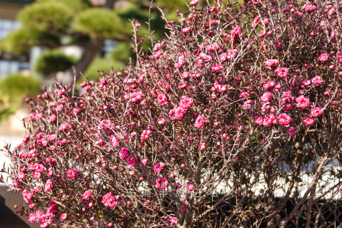 県立城ヶ島公園・松林前の花壇で咲く魚柳梅（ギョリュウバイ）（撮影日：2025.01.15）