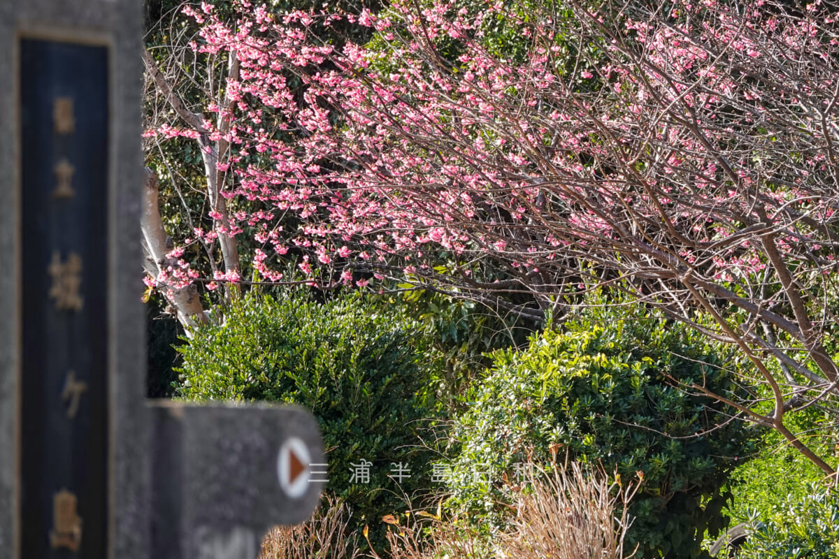 県立城ヶ島公園・城ヶ島大橋分岐点の公園入口付近の河津桜（撮影日：2025.01.15）