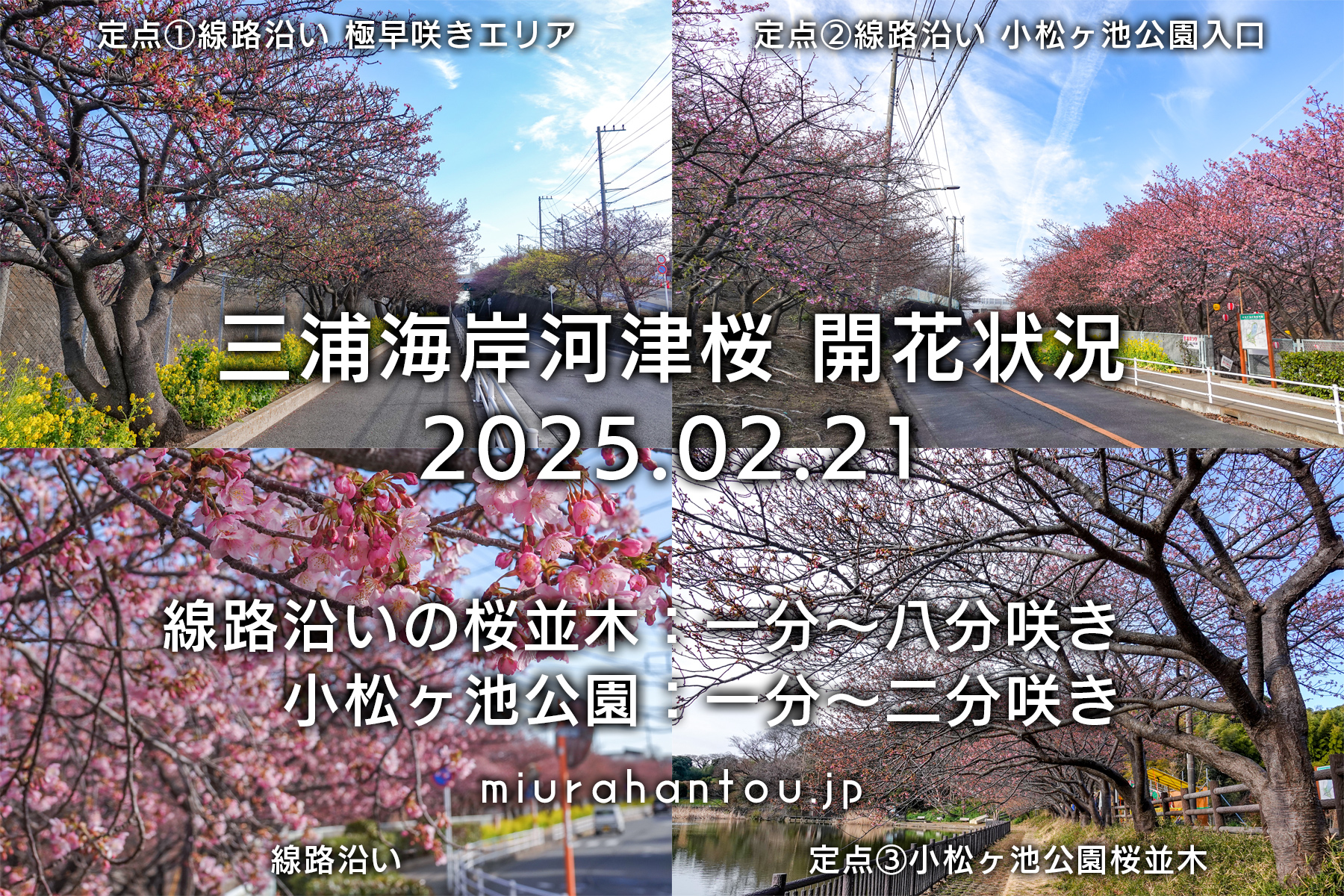 三浦海岸河津桜・開花状況（撮影日：2025.02.21）