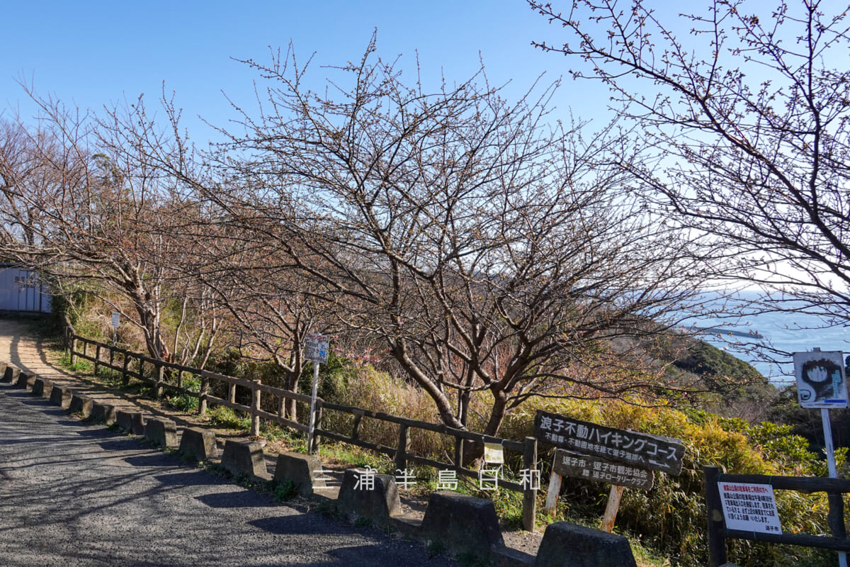 披露山公園・開花がはじまったばかりの河津桜（撮影日：2025.02.14）