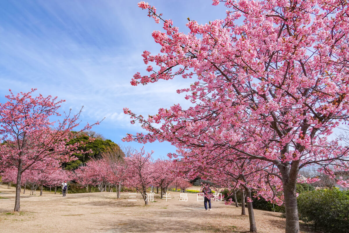 県立観音崎公園-花の広場・八分咲きまで開花した河津桜（撮影日：2025.02.21）