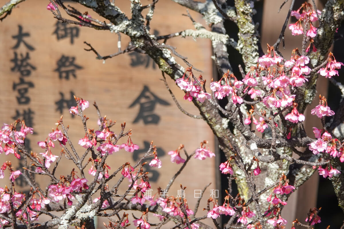 鎌倉宮（大塔宮）・鳥居前の初春桜（河津桜）と由緒板（撮影日：2025.01.31）