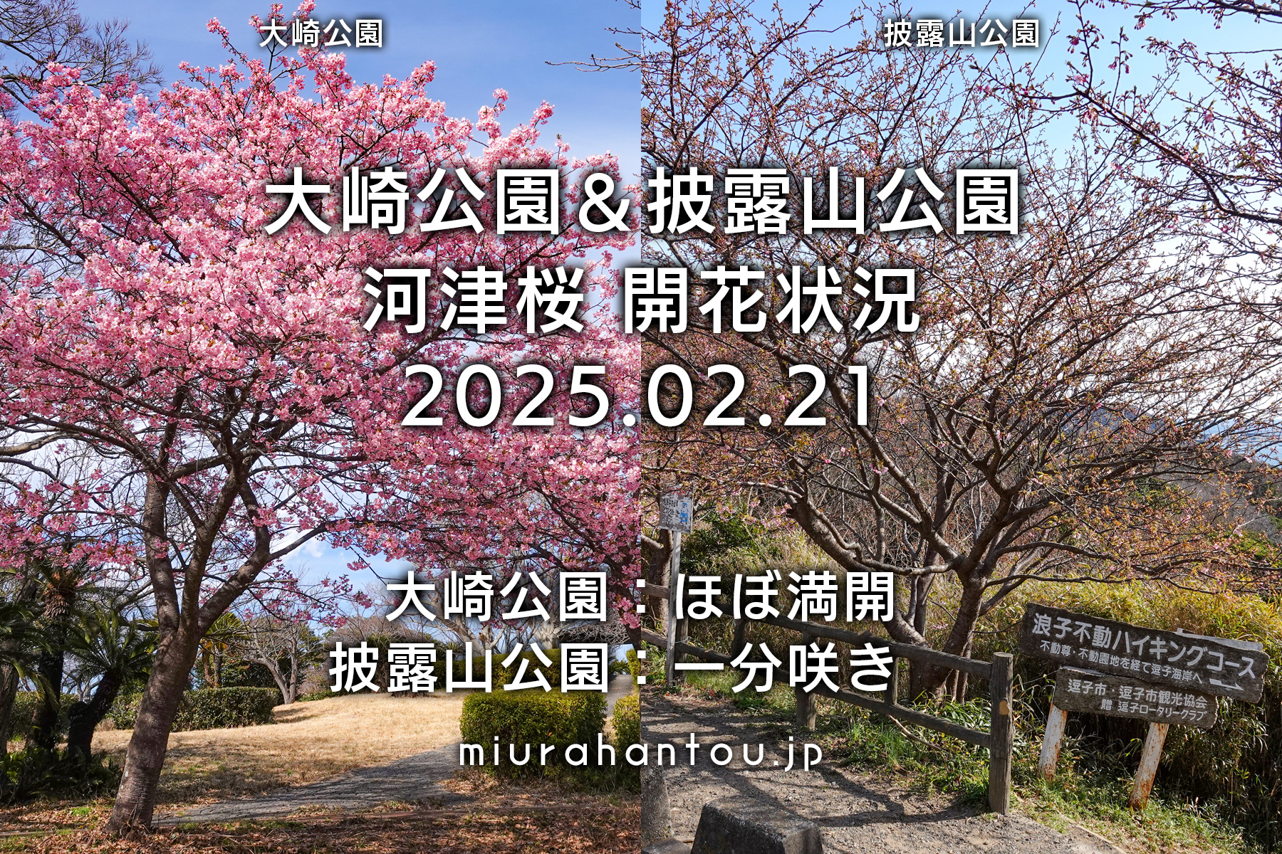 大崎公園＆披露山公園河津桜・開花状況（撮影日：2025.02.21）