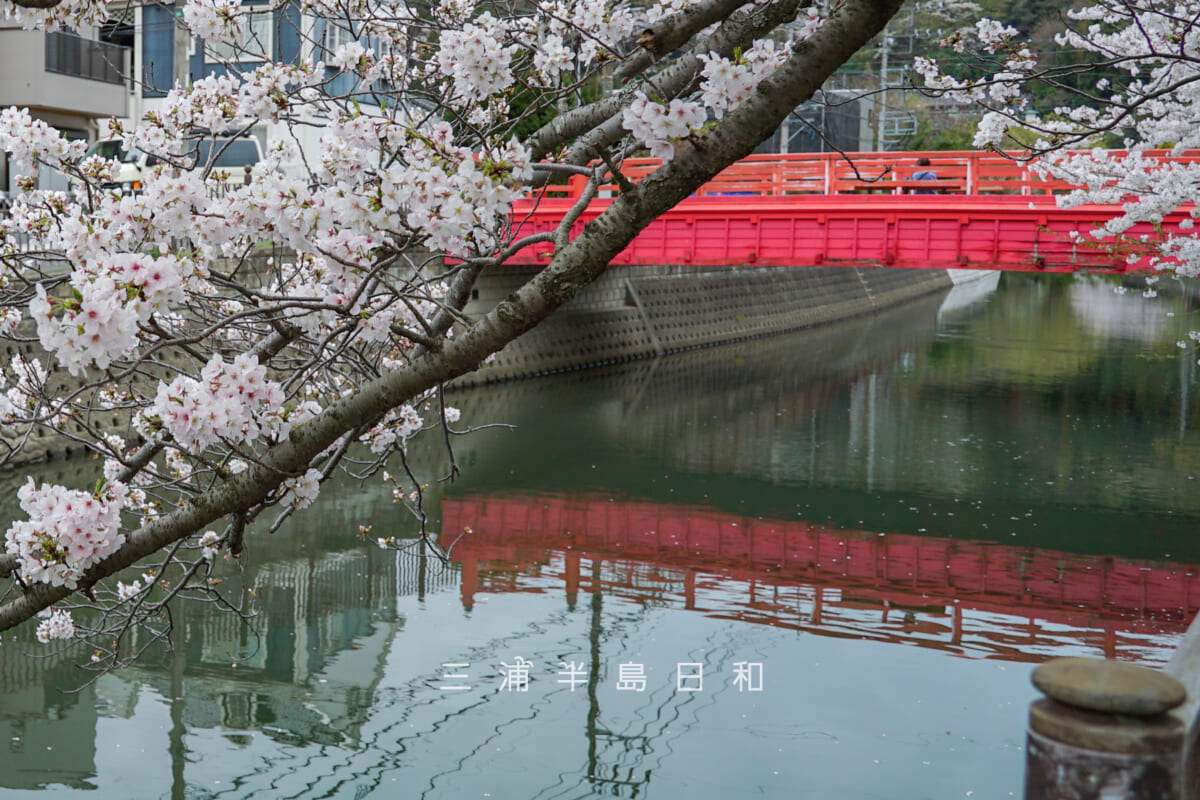 田越川沿いの桜と仲町橋（撮影日：2024.04.08）