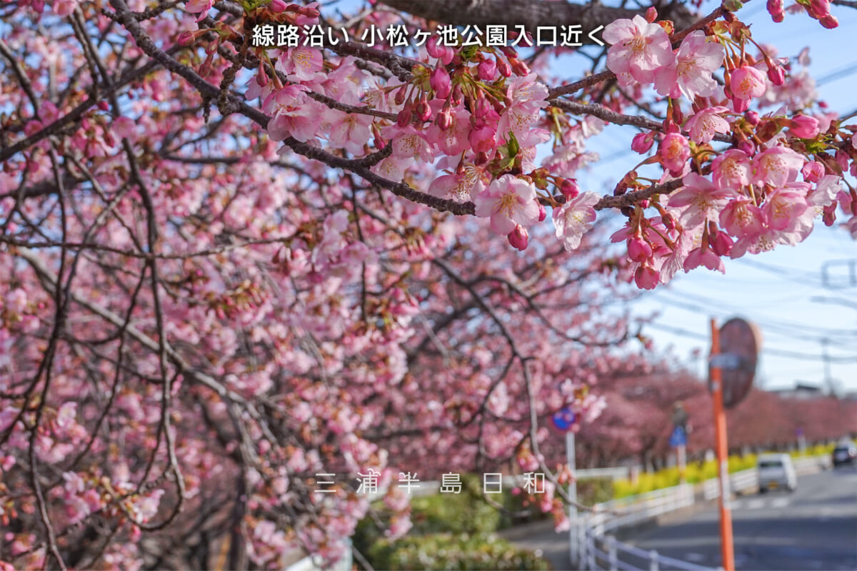 三浦海岸河津桜・開花状況-5-caption（撮影日：2025.02.21）