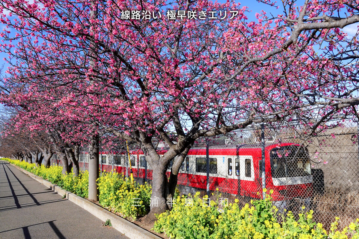 三浦海岸河津桜・開花状況-4-caption（撮影日：2025.02.07）