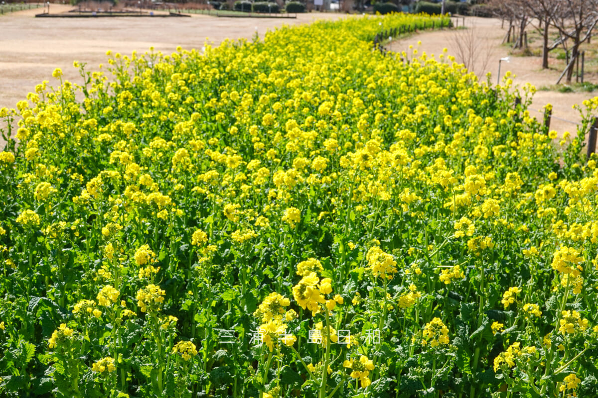 県立観音崎公園-花の広場・見ごろを迎えた菜の花畑（撮影日：2025.02.07）