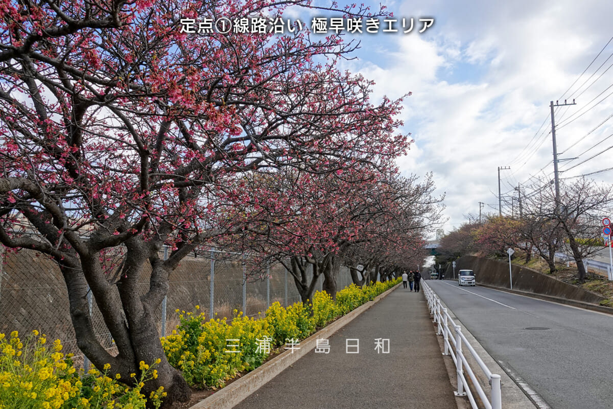 三浦海岸河津桜・開花状況（撮影日：2025.02.14）