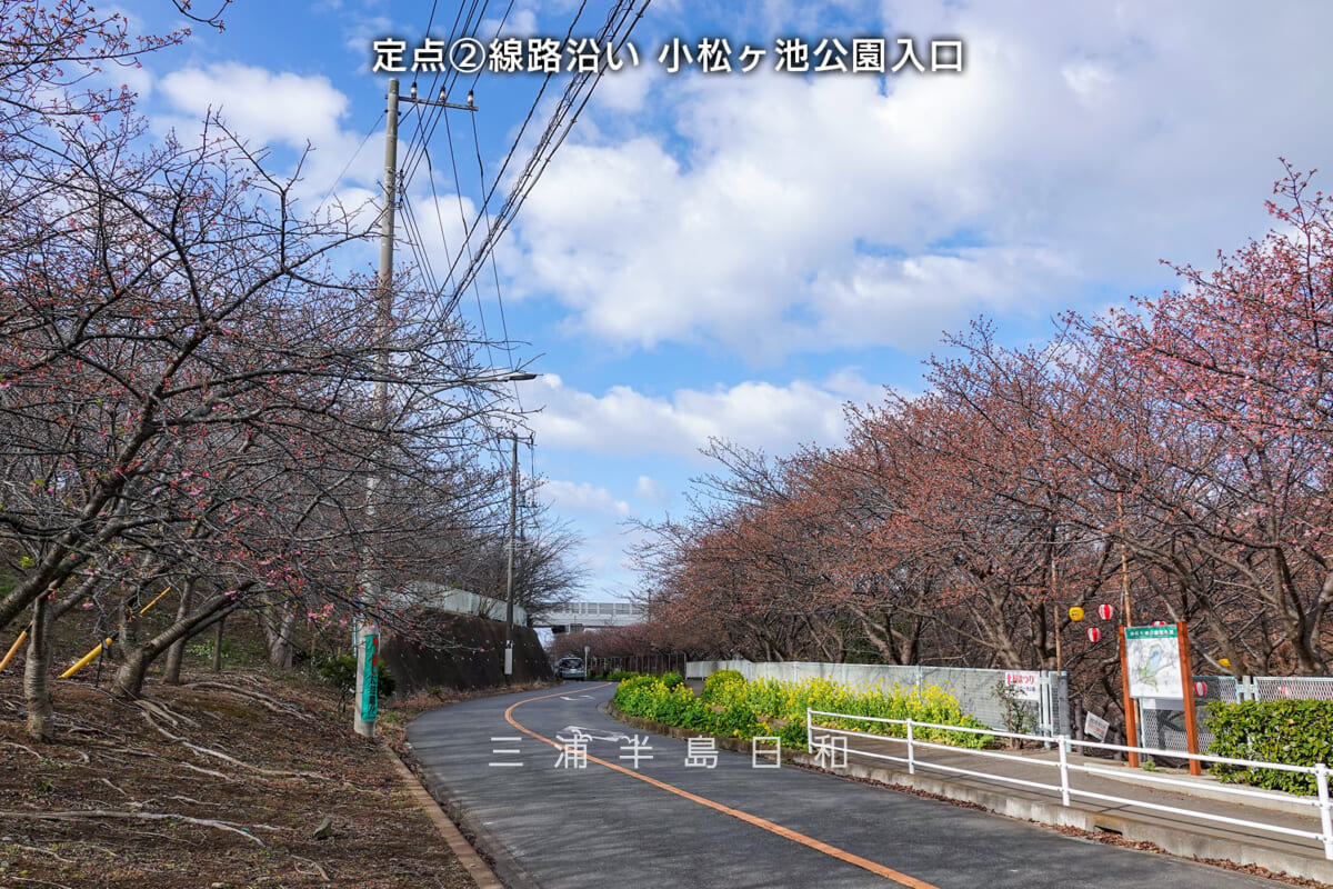 三浦海岸河津桜・開花状況（撮影日：2025.02.14）