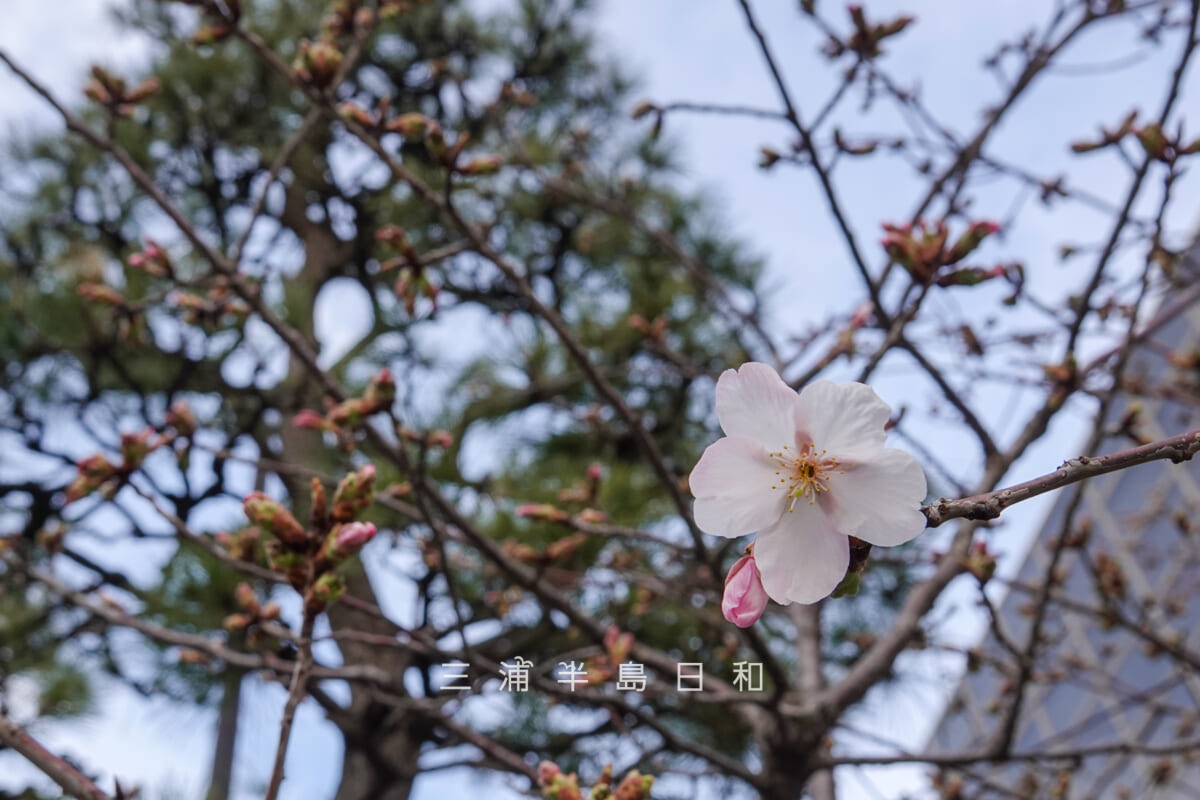 鶴岡八幡宮-若宮大路・咲きはじめの玉縄桜（鎌倉郵便局前）（撮影日：2025.02.21）