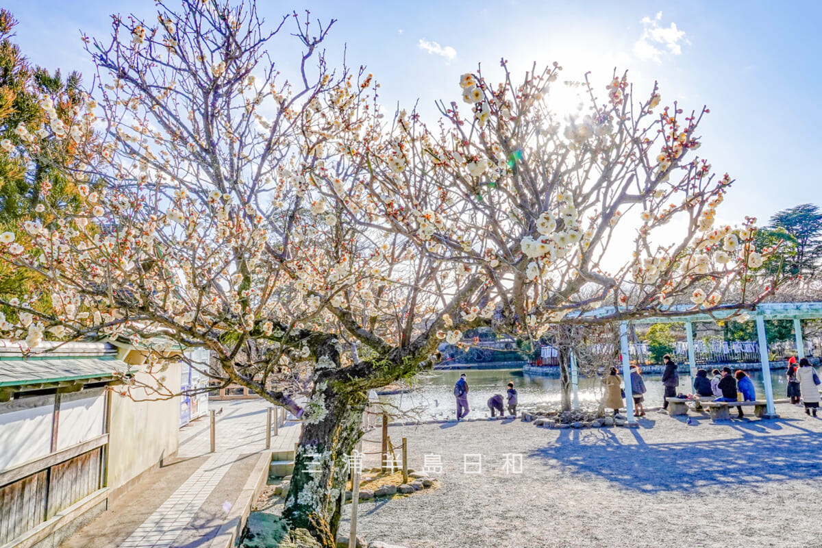 鶴岡八幡宮・神苑ぼたん庭園入口（流鏑馬馬場側）前の白梅（撮影日：2025.02.07）