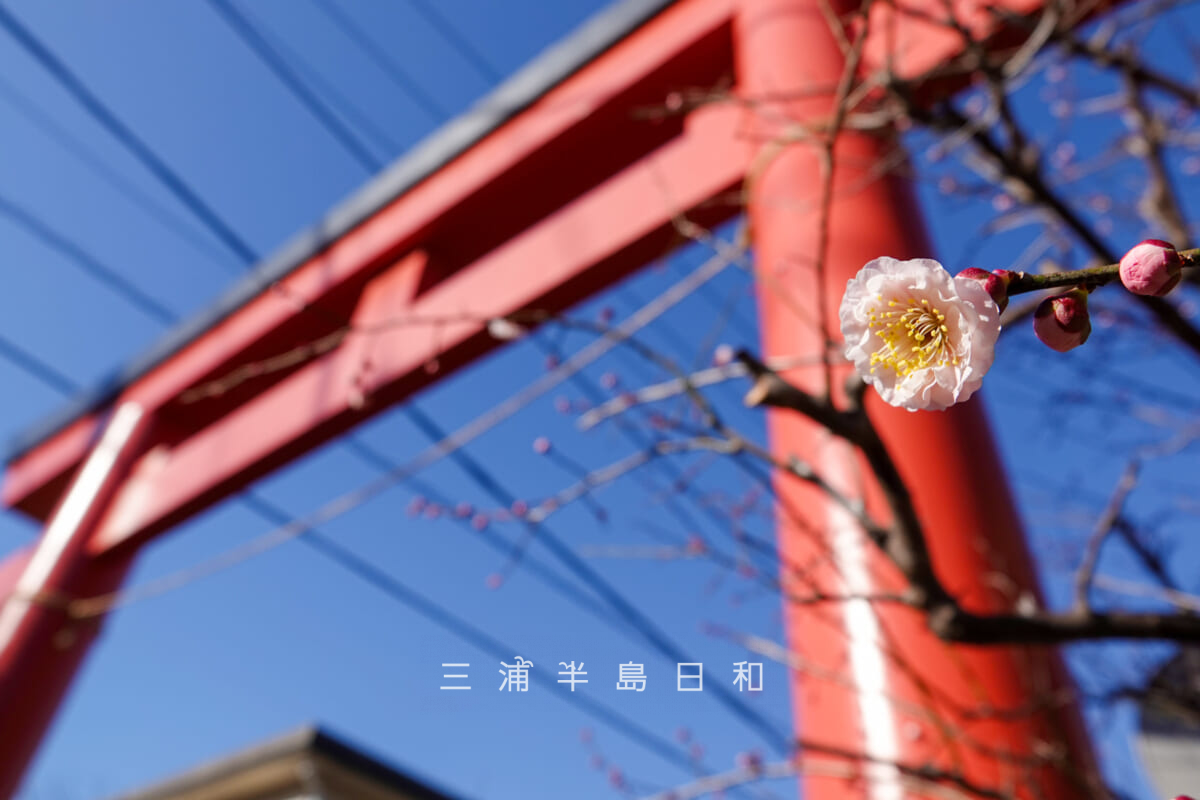 荏柄天神社・一の鳥居の梅（撮影日：2025.02.07）