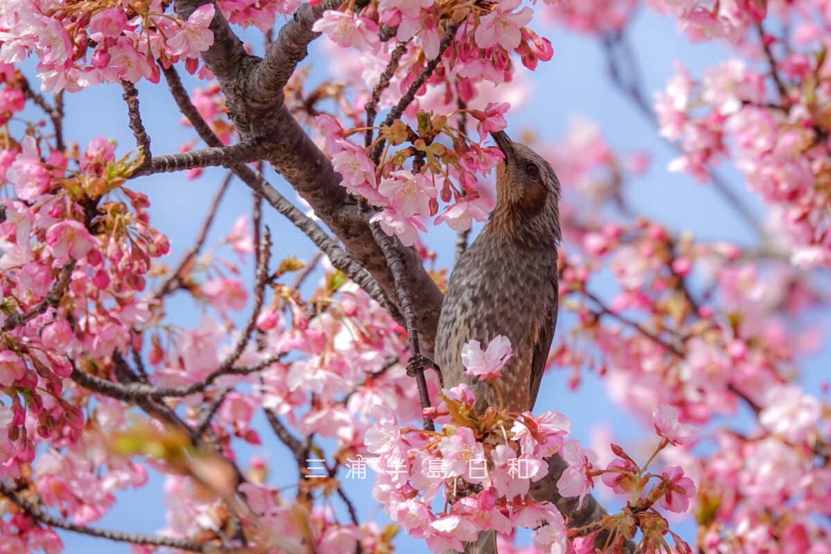 県立観音崎公園-花の広場・河津桜の蜜を吸うヒヨドリ（撮影日：2025.02.21）