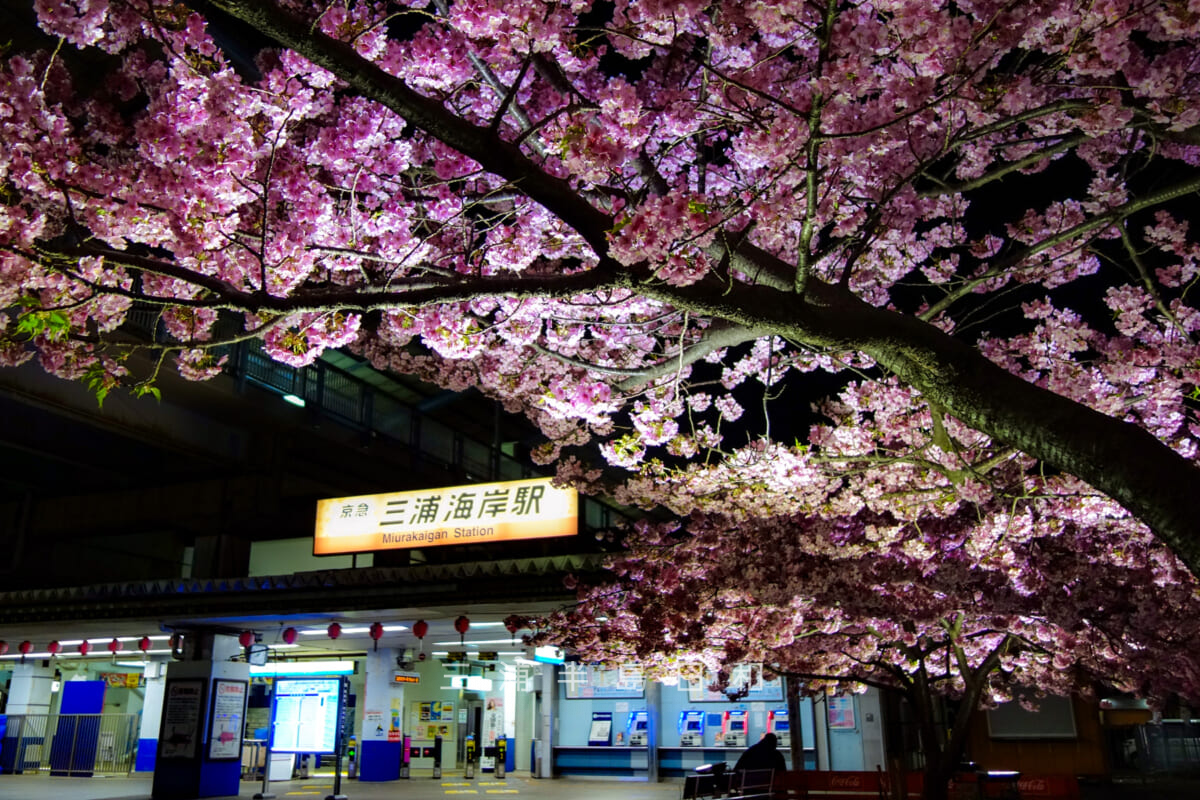 三浦海岸桜まつり・三浦海岸駅前の河津桜ライトアップ（撮影日：2015.03.04）