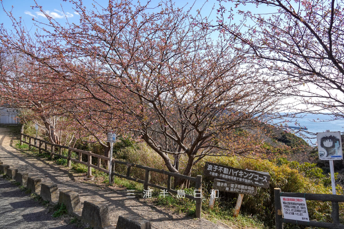 披露山公園・一分咲きの河津桜（撮影日：2025.02.21）