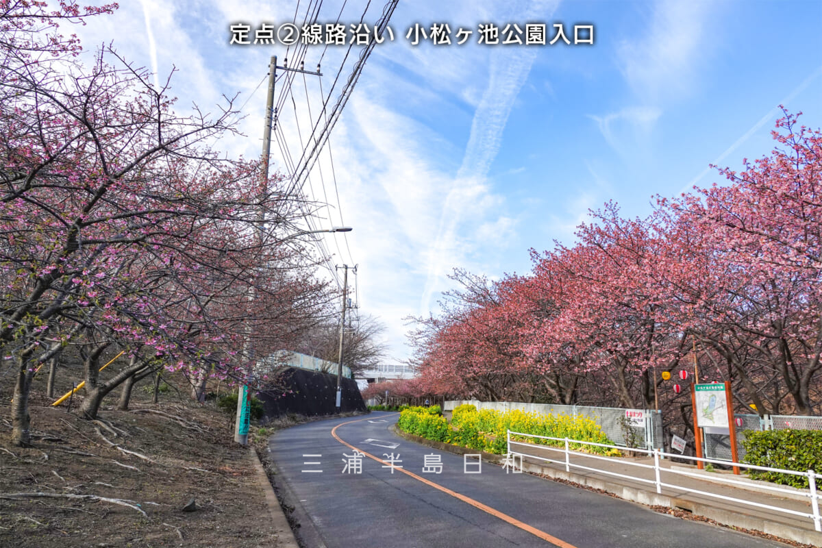 三浦海岸河津桜・開花状況-2（撮影日：2025.02.21）