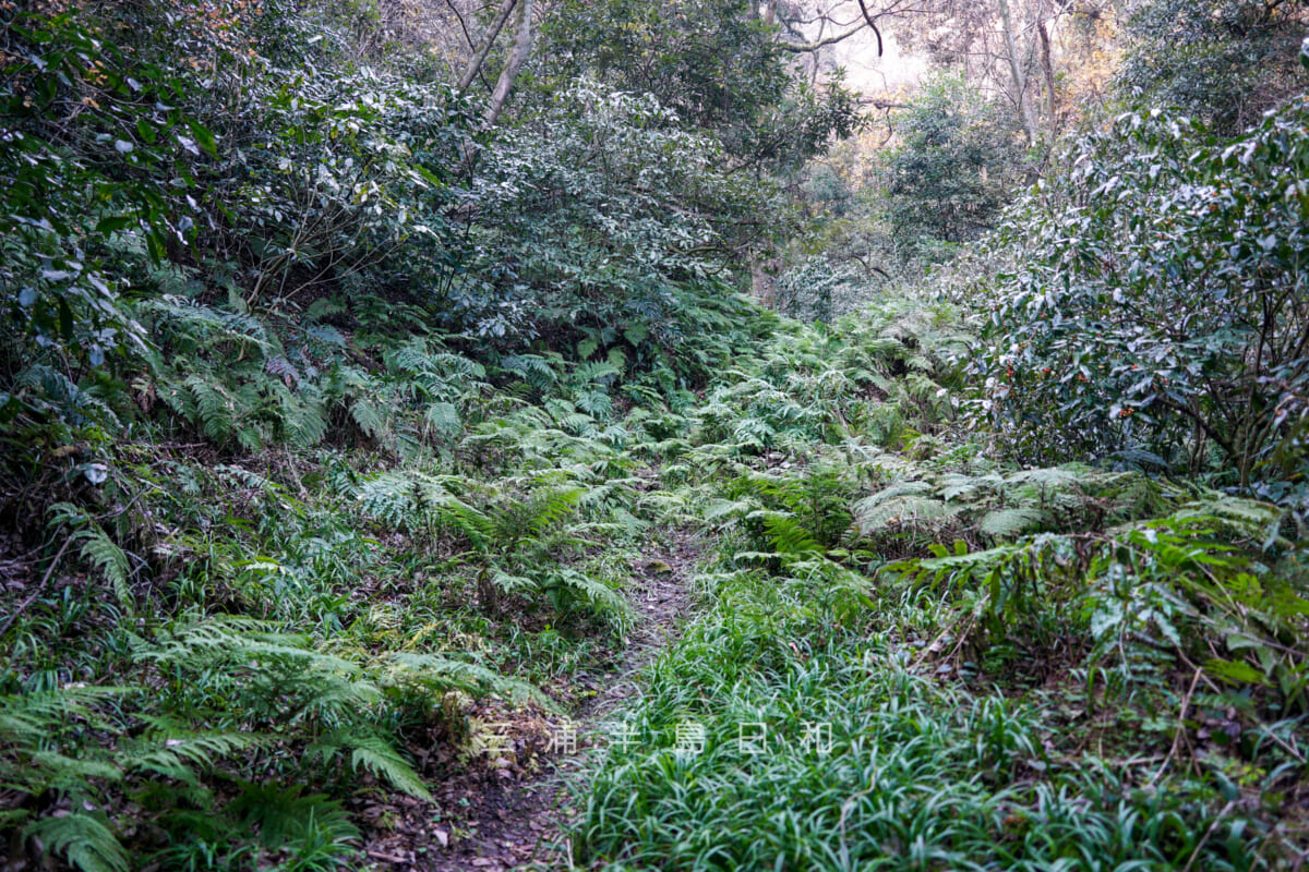 若宮神社（長沢）奥から延びる三浦富士（浅間神社奥宮）登山道（撮影日：2025.01.24）