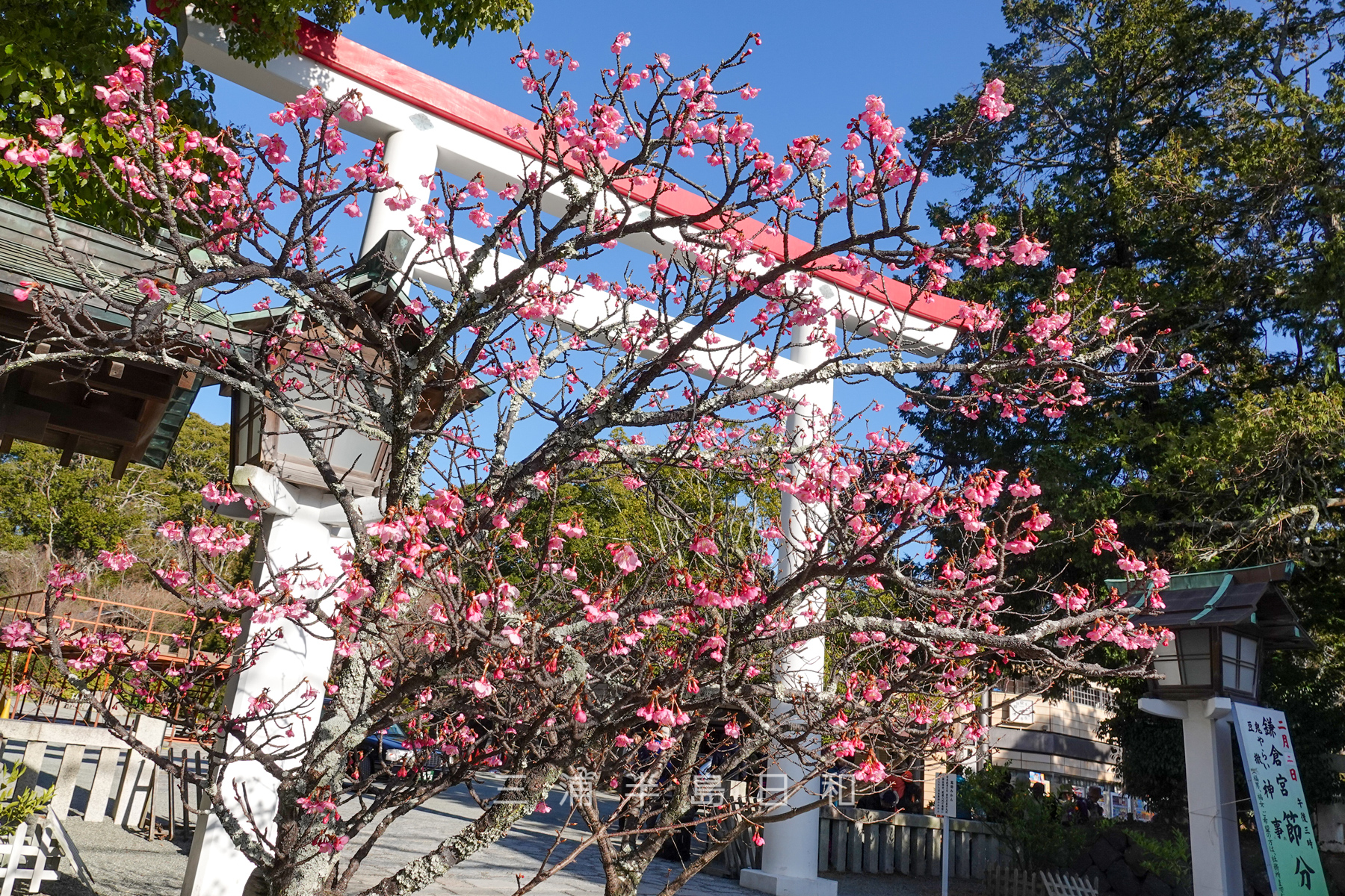 鎌倉宮（大塔宮）・鳥居前の初春桜（河津桜）（撮影日：2025.01.31）