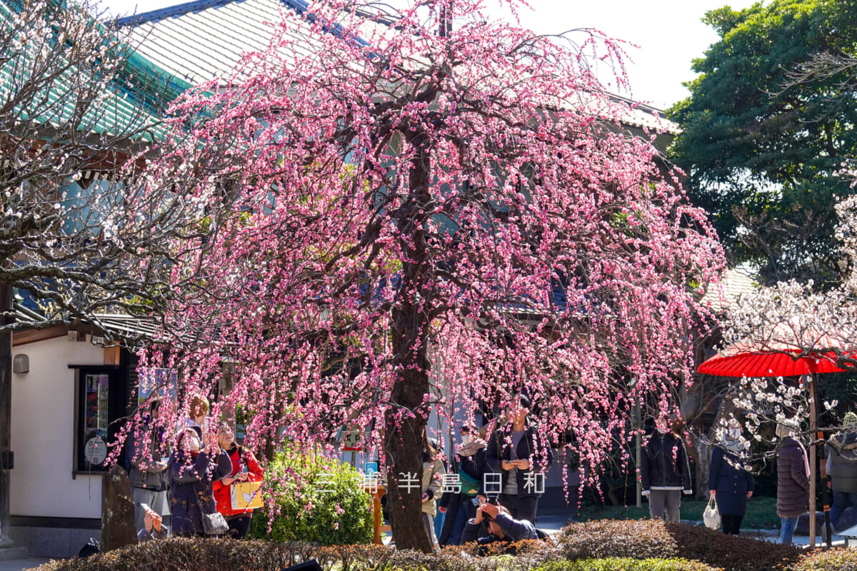 長谷寺・枝垂れ紅梅を放生池越しに望む（撮影日：2025.02.20）