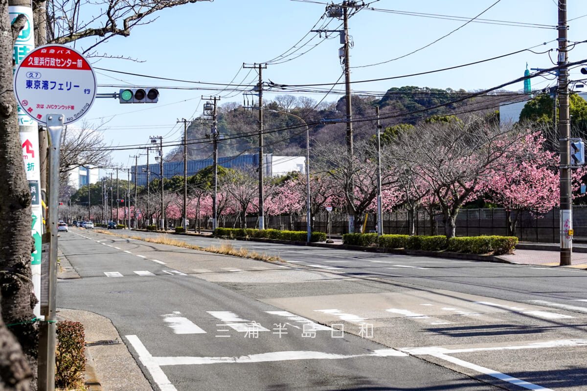 久里浜河津桜並木（テクノパーク・旧JVCケンウッド前）・久里浜行政センター前より望む（撮影日：2025.02.27）