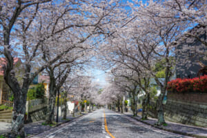 湘南鷹取桜並木