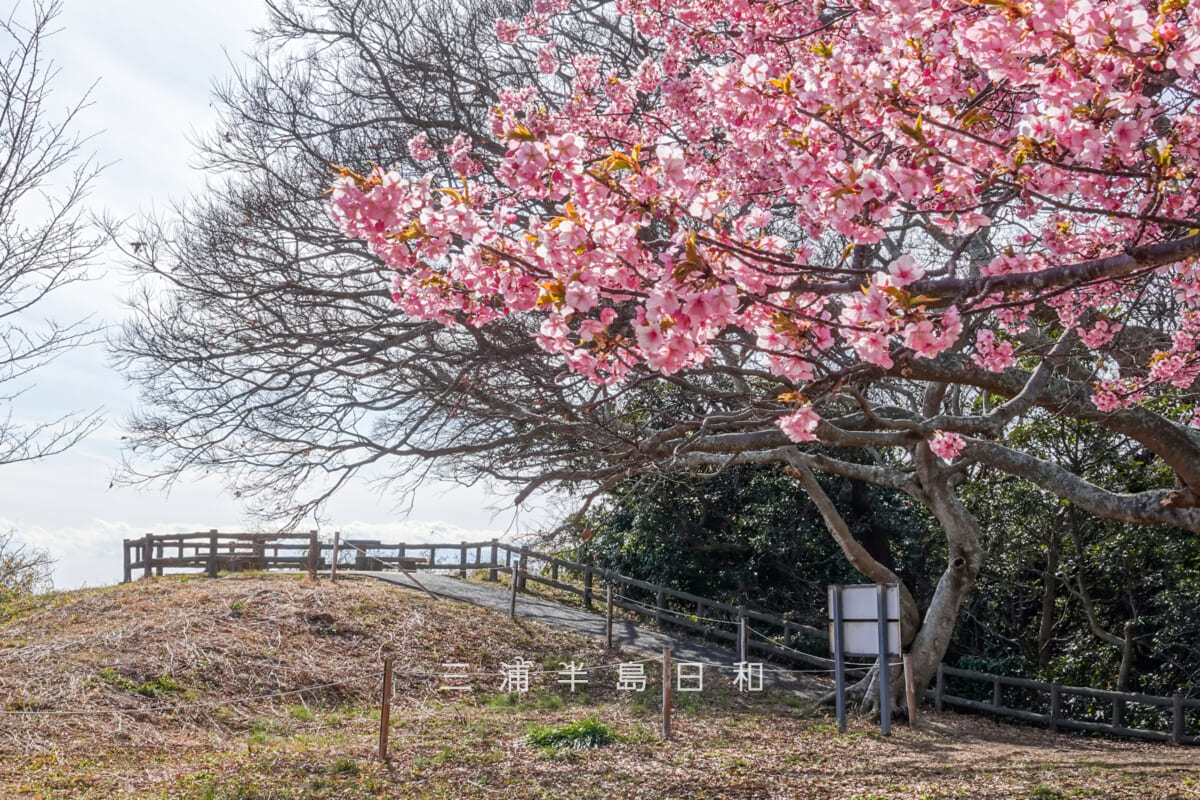 大崎公園・河津桜と展望台（撮影日：2025.02.21）