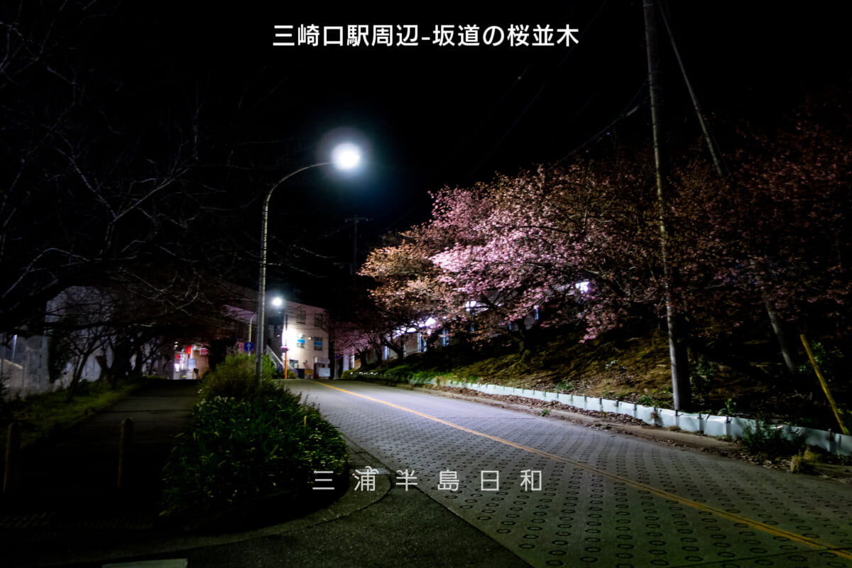 三崎口駅周辺-坂道の桜並木（街灯の灯りによる夜桜）・河津桜開花状況（撮影日：2025.02.16）