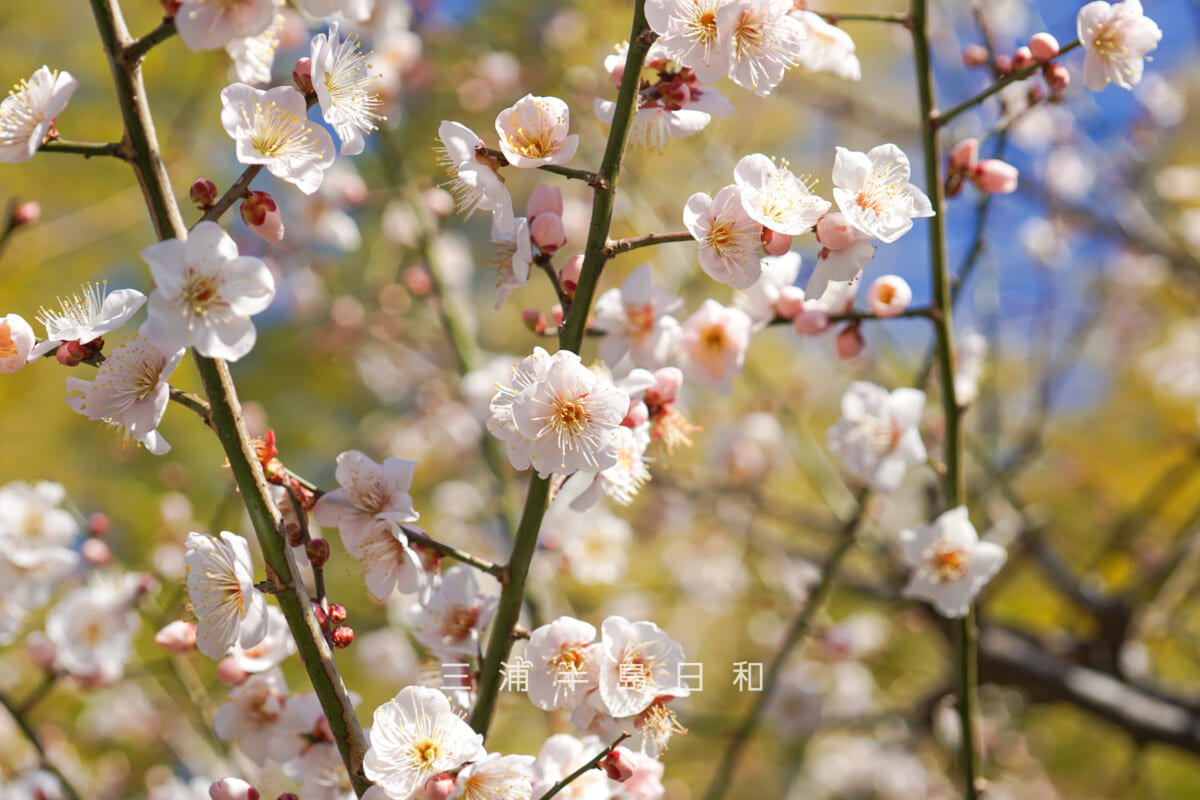 荏柄天神社・参道沿いの早咲きの梅（撮影日：2025.02.07）