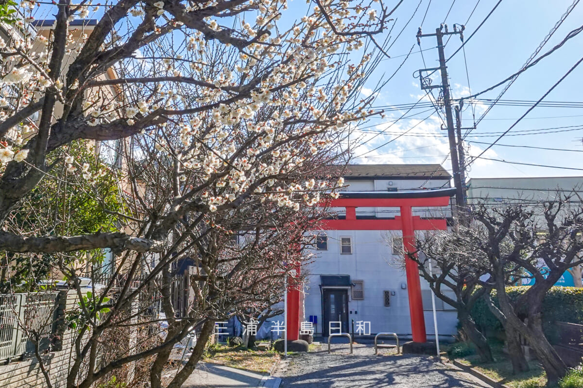 荏柄天神社・一の鳥居近くの早咲きの梅（撮影日：2025.02.07）