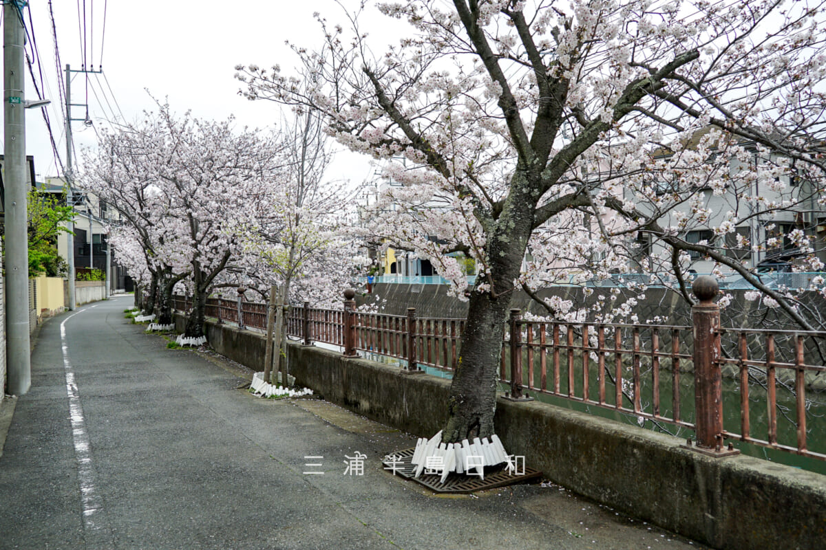 田越川沿いの桜並木（撮影日：2024.04.08）