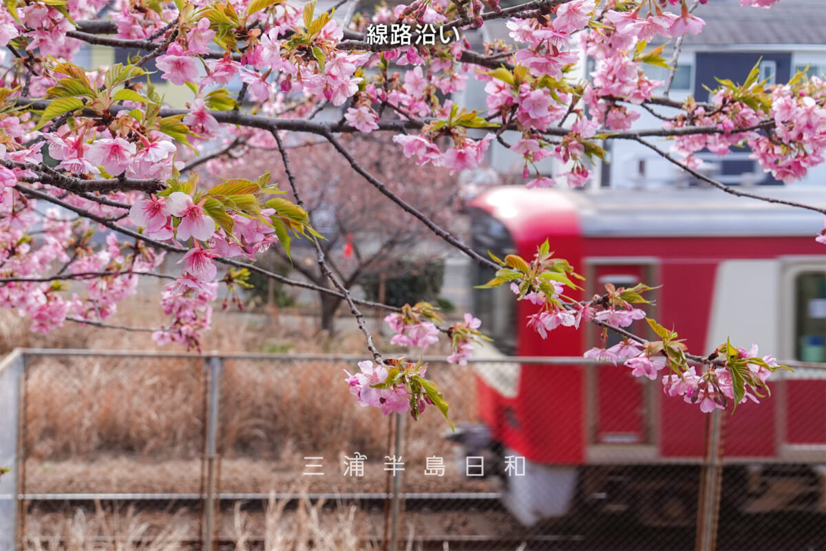 三浦海岸河津桜・開花状況-4（撮影日：2025.02.21）