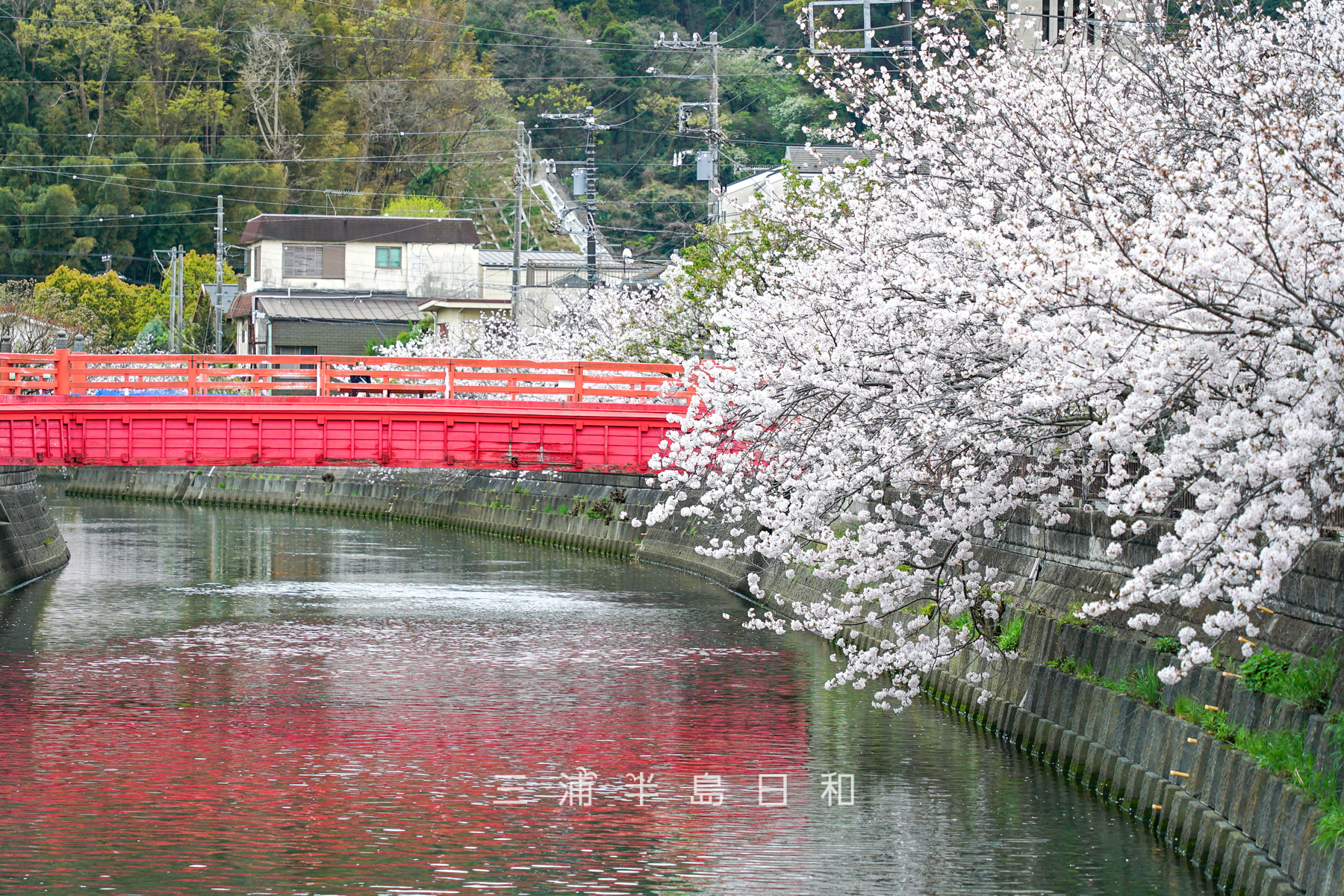 仲町橋と満開の桜（撮影日：2024.04.08）