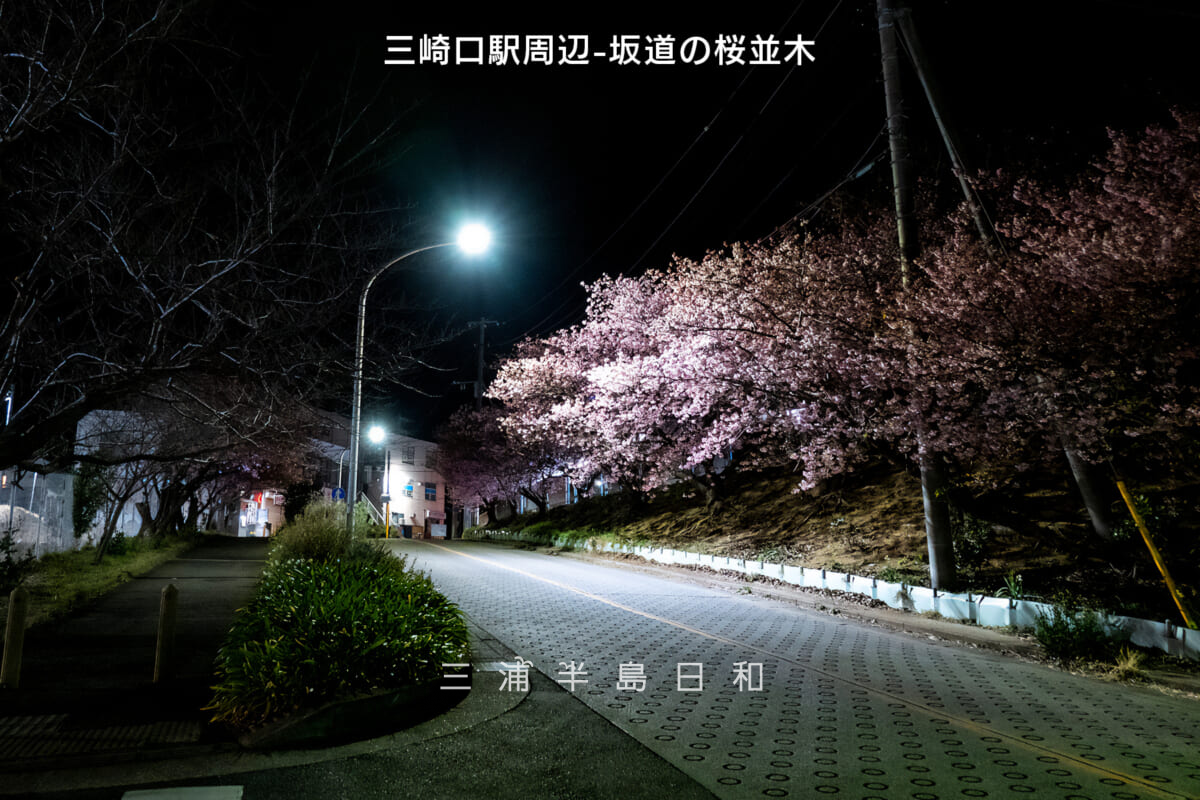 三崎口駅周辺-坂道の桜並木（街灯の灯りによる夜桜）・河津桜開花状況（撮影日：2025.02.23）